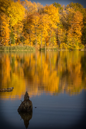 autumn nature reflections pond newyorkstate preserve wny eastaurora sinkingpondsnaturepreserve