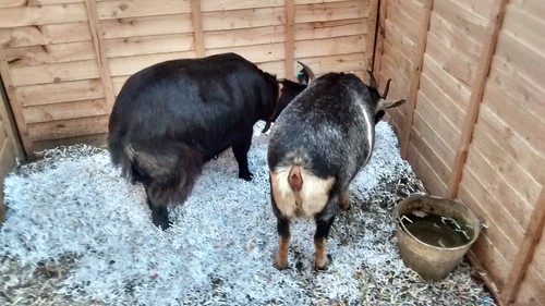 goats Dec 15 (6)
