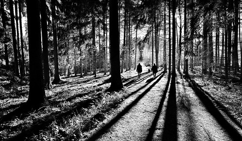 wood shadow sun sunlight white black backlight contrast forest spectacular high long shadows deep sunny sharp stunning 20mm nikkor fx impressive monocrome d810