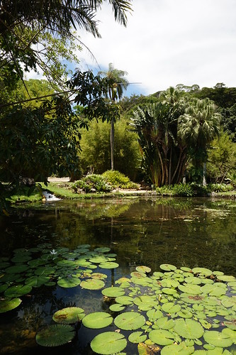 Lago Frei Leandro (Friar Leandro's Lake) at Jardim Botânico (Botanical Gardens) - Rio de Janeiro, Brazil