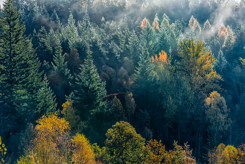 autumn trees light red mist colour tree green sunrise gold scotland big unitedkingdom country perthshire gb