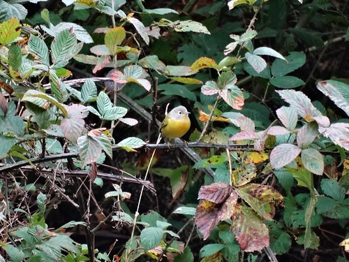 statepark bird fall virginia warbler