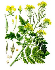 Sinapis alba - Köhler–s Medizinal-Pflanzen-265.jpg