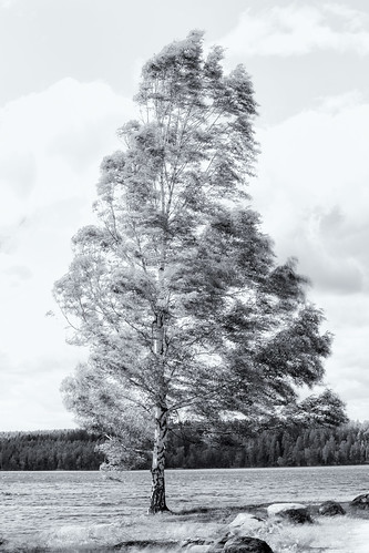 summer blackandwhite tree monochrome se sweden windy stormy birch björk sverige västmanland blåsigt örebrolän canoneos5dmarkiii canonef70200mmf28lisiiusm siggeboda dykartorp