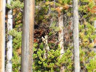 Coyote in Yellowstone national park