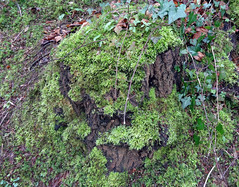 moss covered tree stump