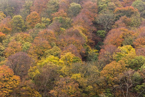 4star 2015 autumn change colour cumbria fall thelakedistrict trees