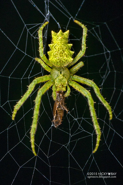 Orb weaver spider (Parawixia sp.) - DSC_3824b