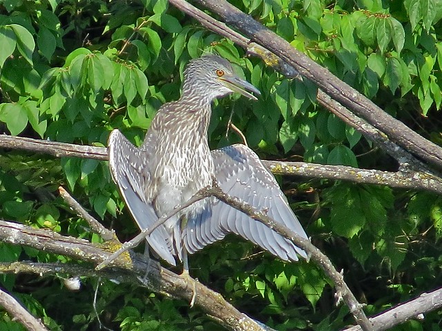 Yellow-crowned Night-Heron at Kaufman Park in Champaign, IL 05