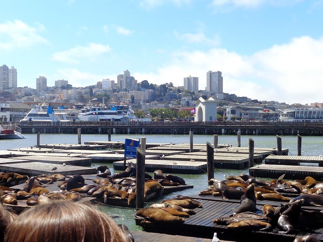 Sea Lions, San Francisco