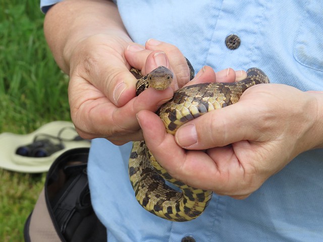 Angelo Capparella with Fox Snake at the Kenneth L. Schroeder Wildlife Sanctuary 05