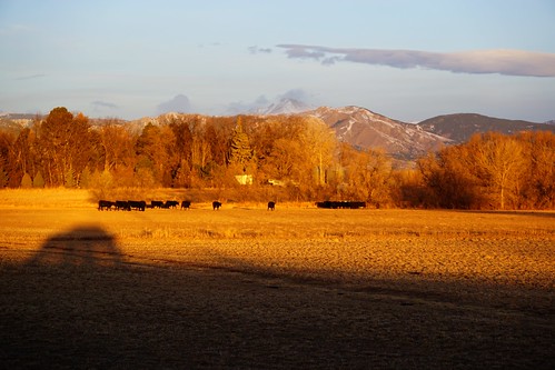 farmland bouldercounty colorado herd cattle cows mountains