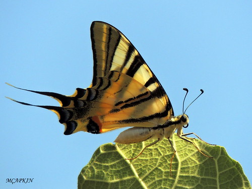macro nature animal butterfly insect kelebek doğa kırlangıçkuyruk