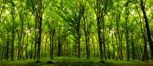 forest_trees__nature_green_wood_sunlight_backgroun_by_macinivnw-d68ov5x