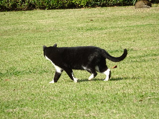 茂みの中から現れた黒白猫さん