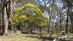 Acacia ingramii tree