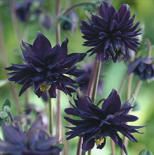 黑紫花30