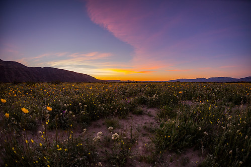wildflowers flowers blooms superbloom anzaborrego anzaborregodesertstatepark california californiastateparks desert 2017