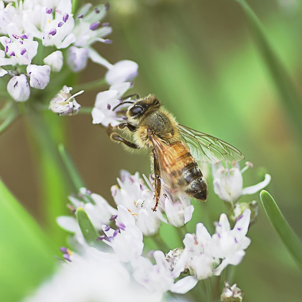 Honeybee's Ascending to flora
