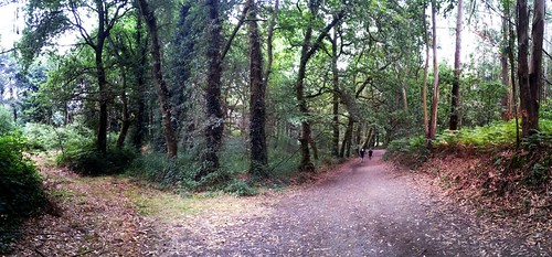 travel forest path paisaje galicia bosque árbol sendero senda pilgrim caminodesantiago airelibre peregrinos