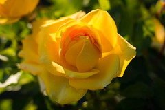 Yellow softness - Photo of Pontvallain
