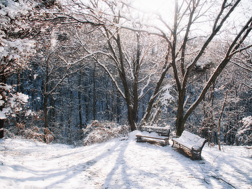 trees winter light sunlight snow bench landscape asia korea dreamy kr southkorea idyllic yongin gyeonggido jukjeon 겨울 seongnamsi 눈 한국