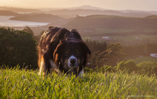 dog sunset sun set waiheke island new zealand pet bilbo walk landscape animal newzealand walkies bordercollie collie fetch play bestfriend beauty travel