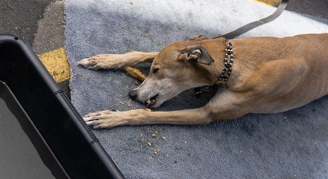 Greyhound Eating Bone