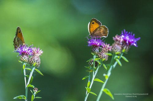 2 two hairy orange brown france color macro nature closeup forest canon butterfly insect europe patterns wildlife wing butterflies sigma insects lepidoptera multiple wilderness gatekeeper pyroniatithonus 7d2 oranjezandoogje indreetloir 7dmkii 7dmarkii 150mmf28exdgoshsmapomacro