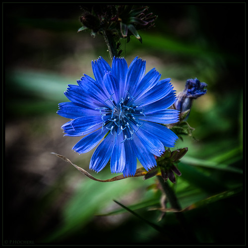 blue flower macro nikon blossom blau blume makro tamron blüte vignette d5300 16300mm tamron16300mmf3563diiinafvcpzdmacro