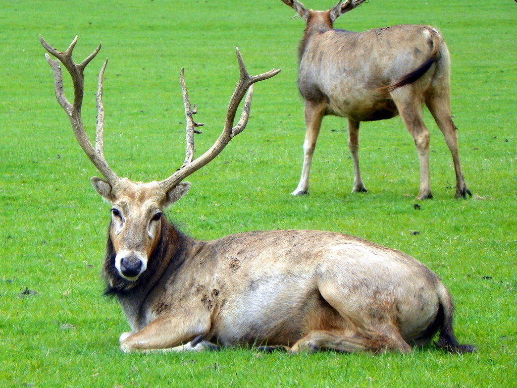 GOC Woburn 029: Père David's Deer (Elaphurus davidianus), Woburn Deer Park