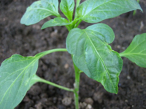 pepper seedling фото