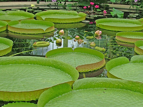 england kewgardens london wow geotagged lotus explore stuartsphotos waterlilyhouse brillianteyejewel stuartpalmer geo:lat=51479629 geo:lon=0290017