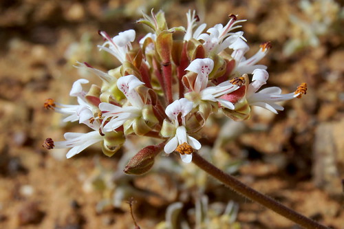 P. parvipetalum. The sepals are larger than the petals, but recurved so that the protruding stamens with their rather large, dark red anthers (ca. 2 mm long) and the long wine-red recurved stigma branches become the prominent features of the flower.