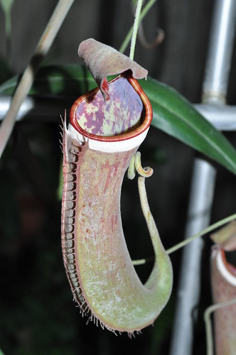 Nepenthes albomarginata