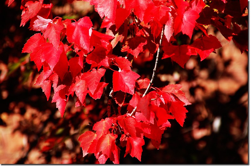Red maple leaves 10