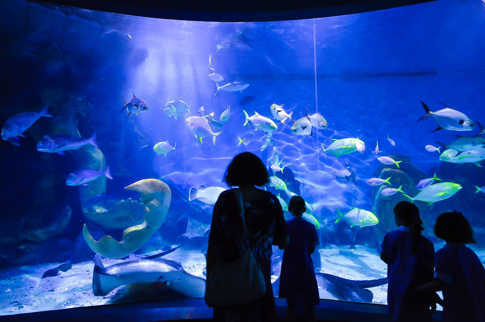 Melbourne Aquarium 2015