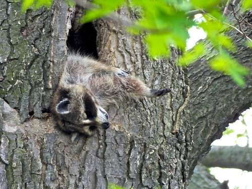 sleeping funny wildlife raccoon