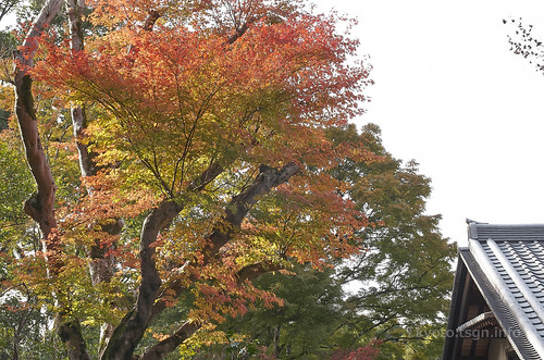 【写真】2014 紅葉 : 安楽寺/2020-09-25/IMGP7495