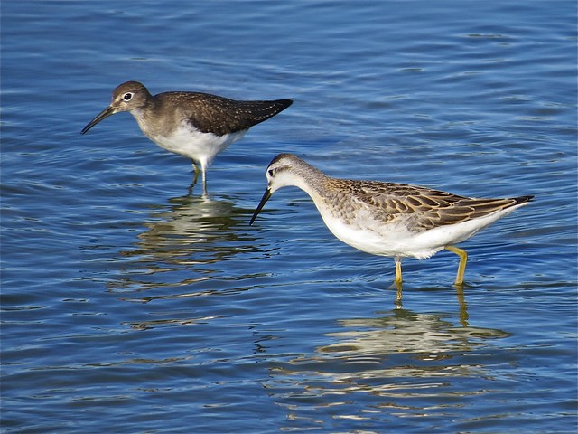Wilson's Phalarope and Solitary Sandpiper at El Paso Sewage Treatment Center in Woodford County, IL 01