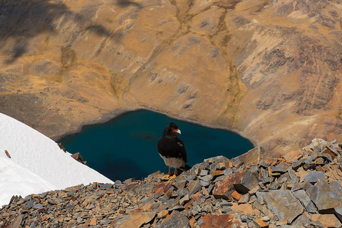 lake snow mountains bird animals geotagged bolivia caracara cordillerareal picoaustria