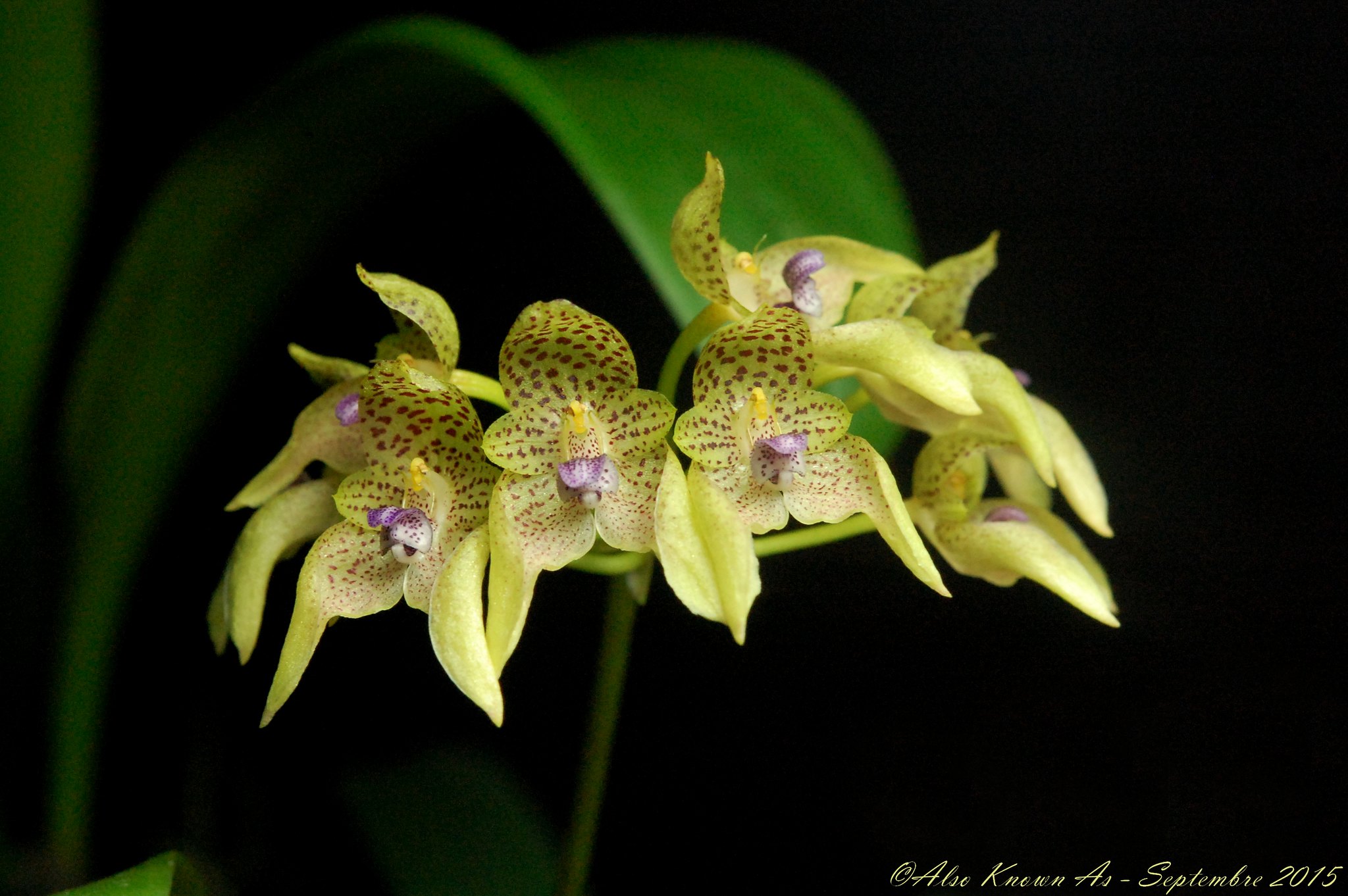 Bulbophyllum guttulatum 22548498619_f7de95a2bd_k