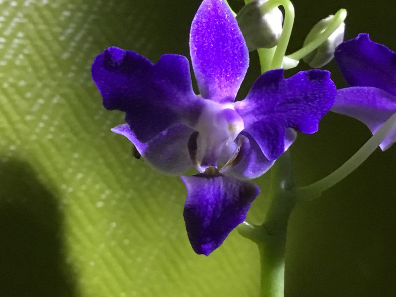 Phalaenopsis Purple Gem 'Blue Splash' (equestris x pulcherrima) 23247464826_80ec03b938_c