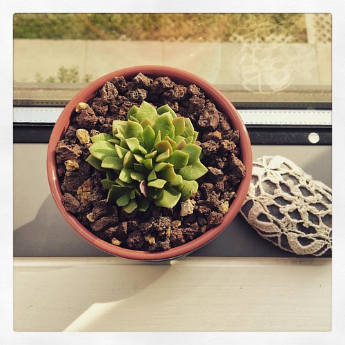 Tiny office cactus says Hi.