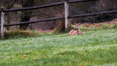 deer chevreuil nikon d750 téléobjectif matin morning nature wild animal