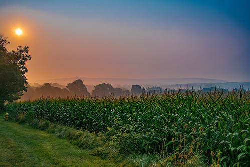 morning summer sun fog sunrise corn warm day farm foggy rise humid