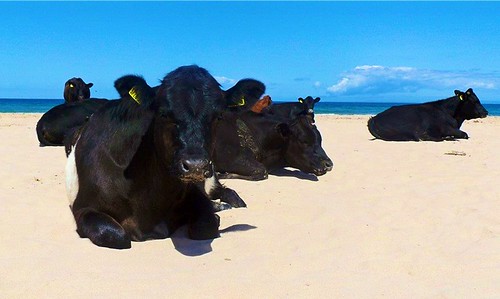 Sunbathing cows at Whitepark Bay on Northern Ireland's beautiful north coast!
