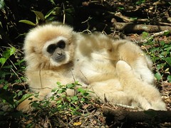 Lar gibbon (Hylobates lar)