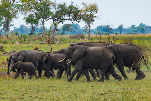 Elephants on the go