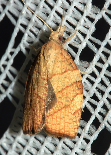 Chequered Fruit-Tree Tortrix 2426